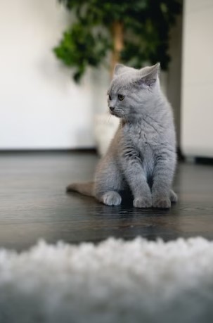 Purebred British Shorthair Kittens for Sale: Find Your New Companion Today