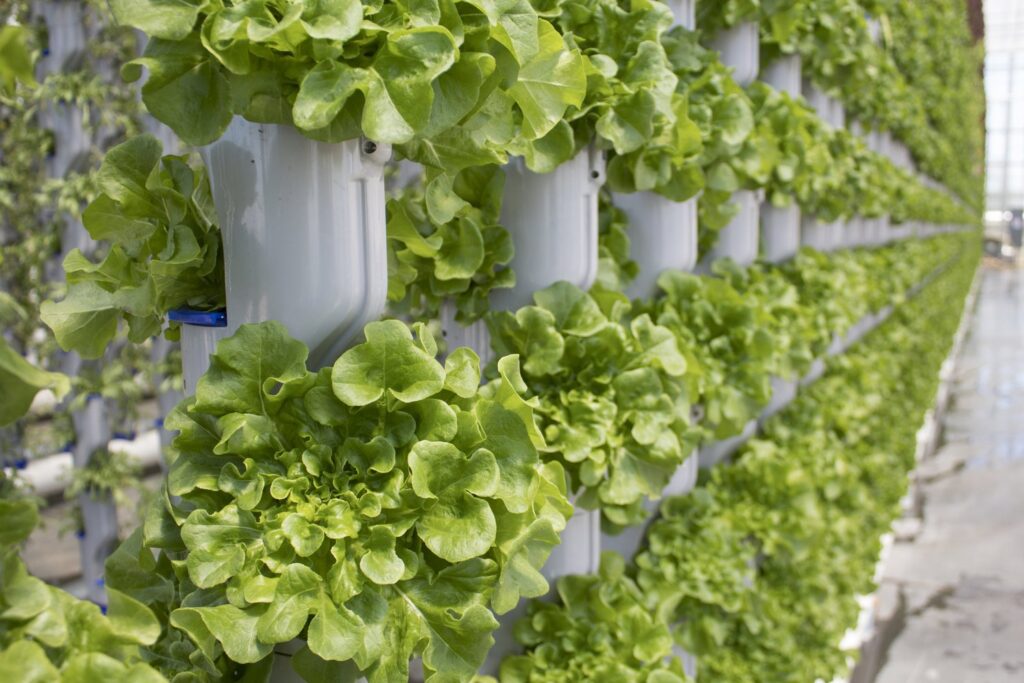 hydroponic tower garden